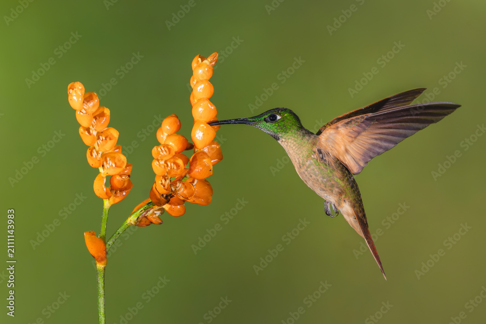 Obraz premium Fawn-breasted brilliant lifts wings drinking from flowers