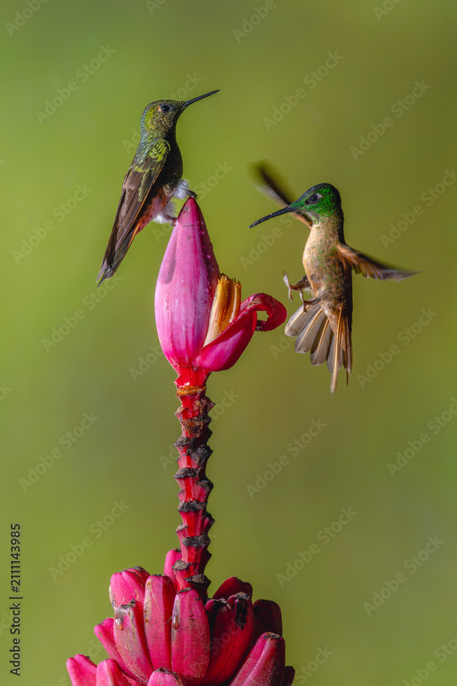 Obraz premium Fawn-breasted brilliant joins buff-tailed coronet on flower