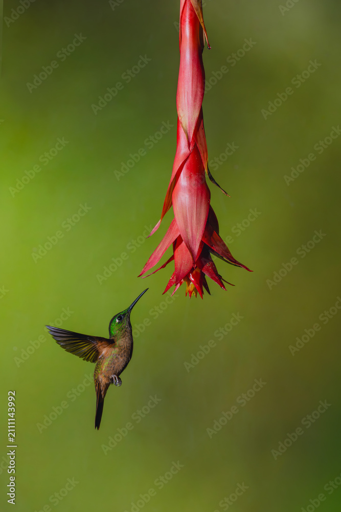 Obraz premium Fawn-breasted brilliant lifts wings under red flower