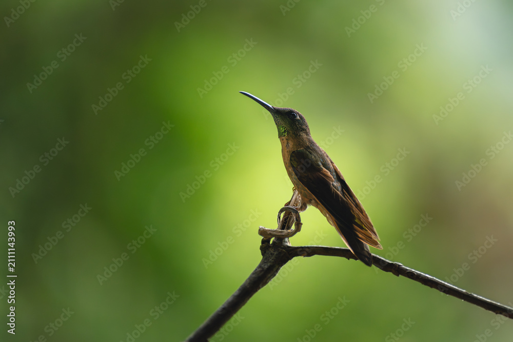Obraz premium Fawn-breasted brilliant looks up from bare branch