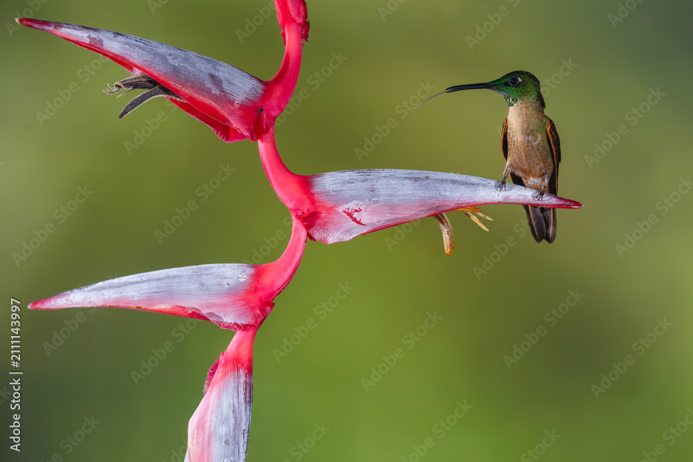 Obraz premium Fawn-breasted brilliant on heliconia sticks tongue out