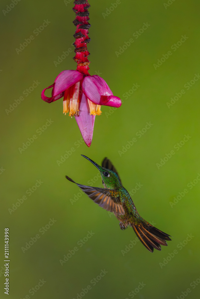 Obraz premium Fawn-breasted brilliant spreads wings under banana flower