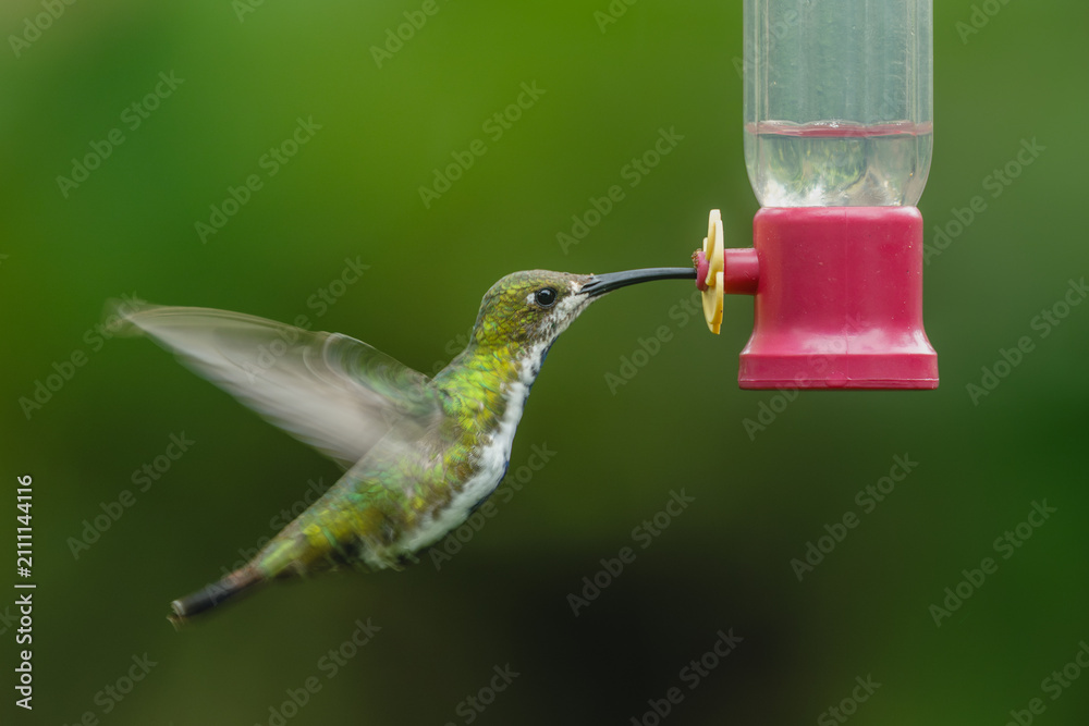 Obraz premium Female black-throated mango hovers drinking from feeder