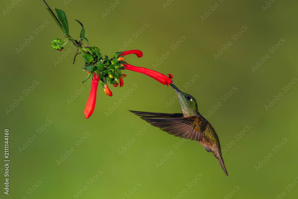Obraz premium Female fawn-breasted brilliant feeds from Cape fuchsia