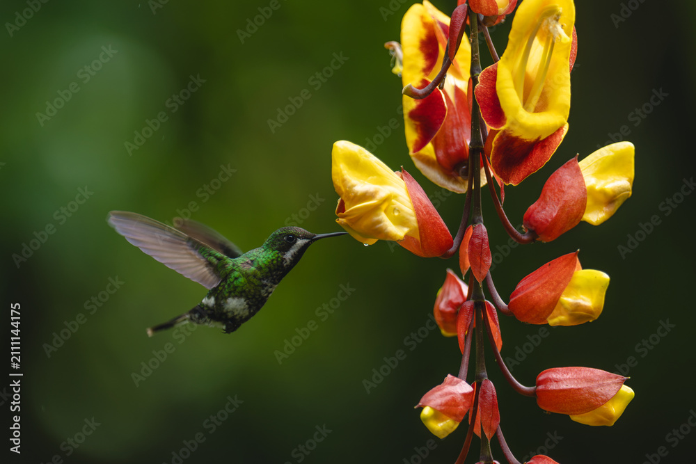 Obraz premium Female green thorntail hovers drinking from flower