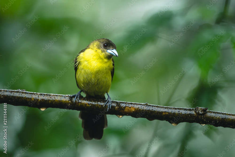 Obraz premium Female lemon-rumped tanager cocks head on branch