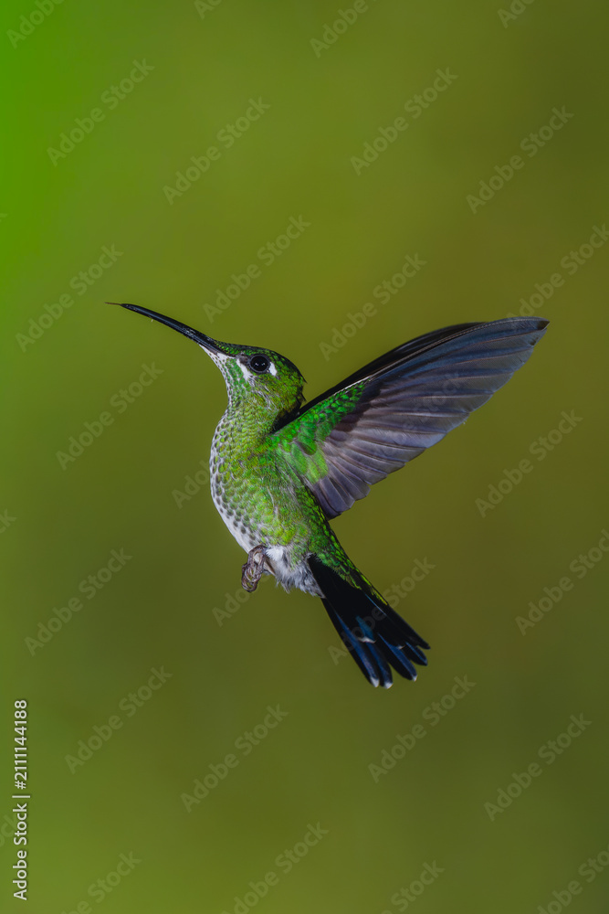 Obraz premium Female green-crowned brilliant hovers sticking tongue out