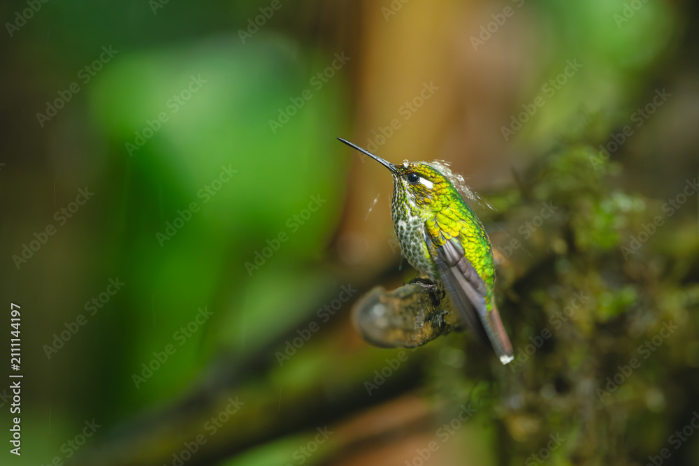 Obraz premium Female purple-bibbed whitetip gets hit by water