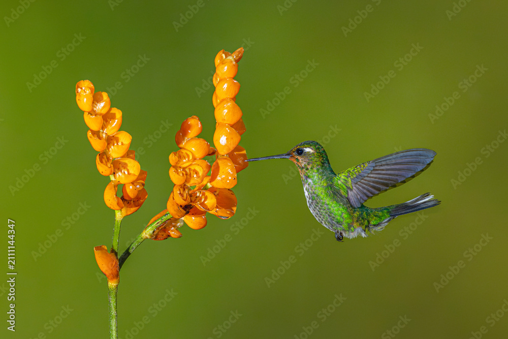 Obraz premium Female purple-bibbed whitetip hovers near orange flower