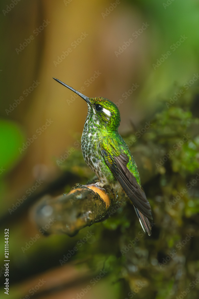 Obraz premium Female purple-bibbed whitetip on branch lifts beak