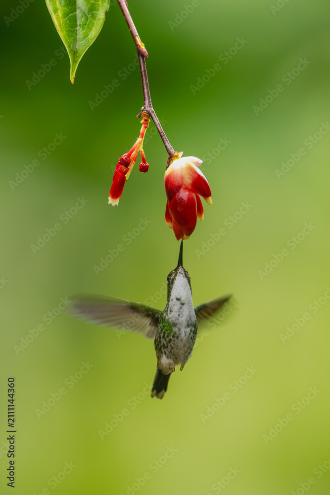 Obraz premium Female white-booted racket-tail hovers drinking under flower