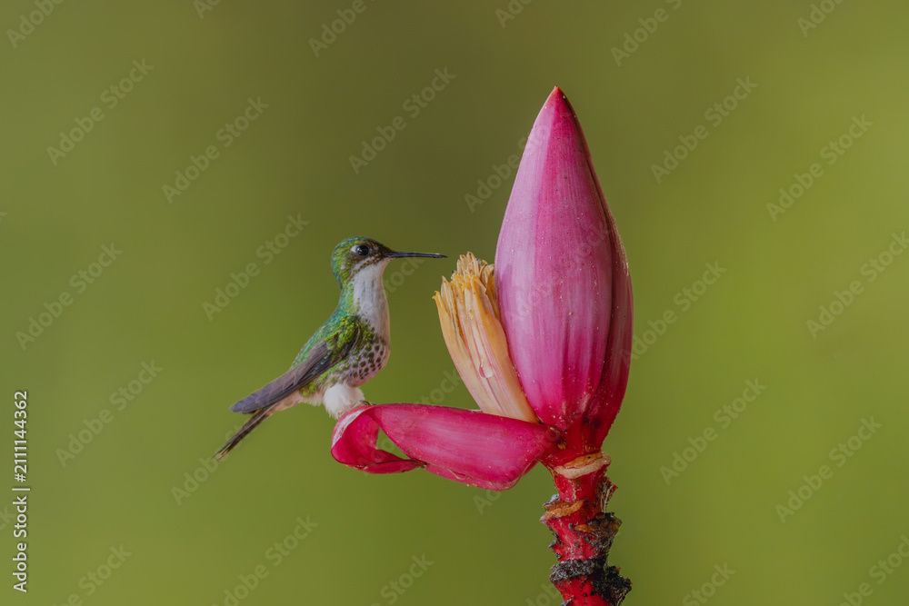 Obraz premium Female white-booted racket-tail perches on banana flower