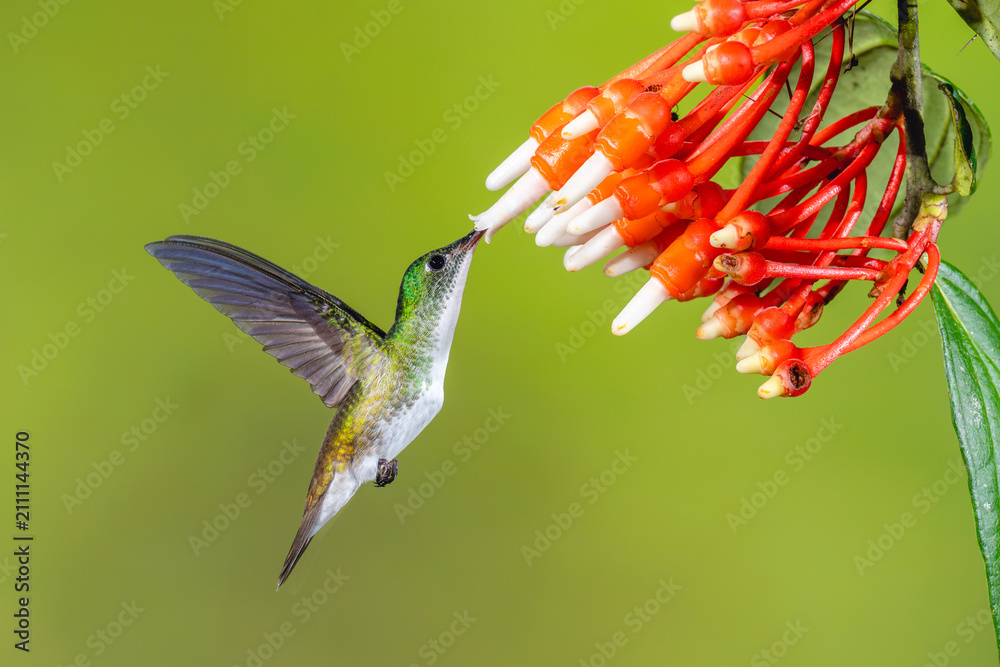 Obraz premium Female white-booted racket-tail hovers drinking from flowers