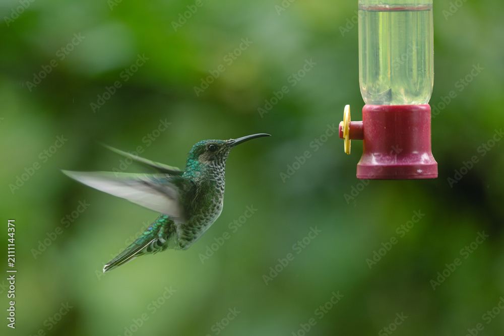 Obraz premium Female white-necked jacobin flaps wings by feeder