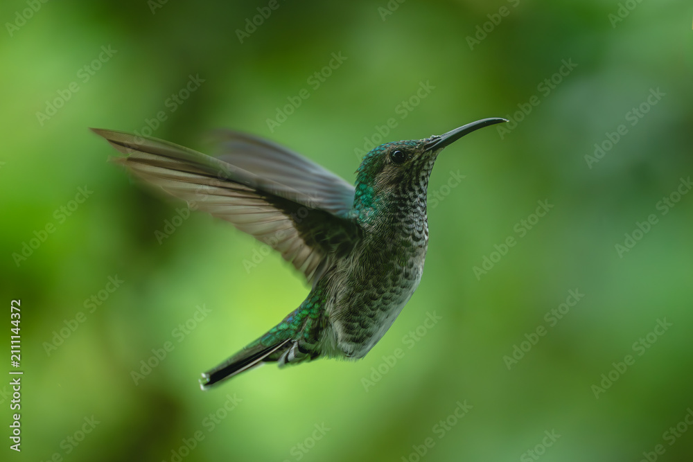 Obraz premium Female white-necked jacobin hovers against green background