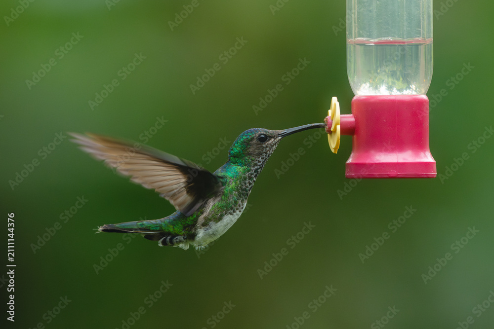 Obraz premium Female white-necked jacobin hovers at feeder drinking
