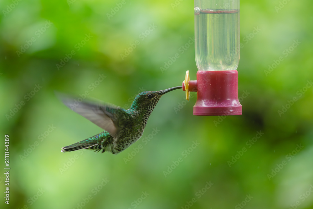 Obraz premium Female white-necked jacobin hovers drinking from feeder