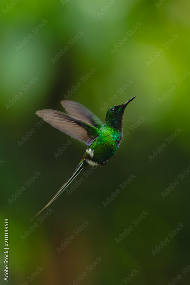 Obraz premium Green thorntail hovers against green bokeh background