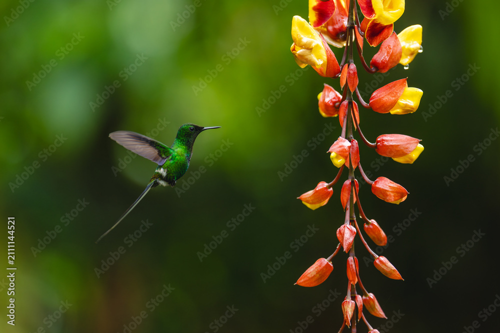 Obraz premium Green thorntail in profile approaches Mysore trumpetvine