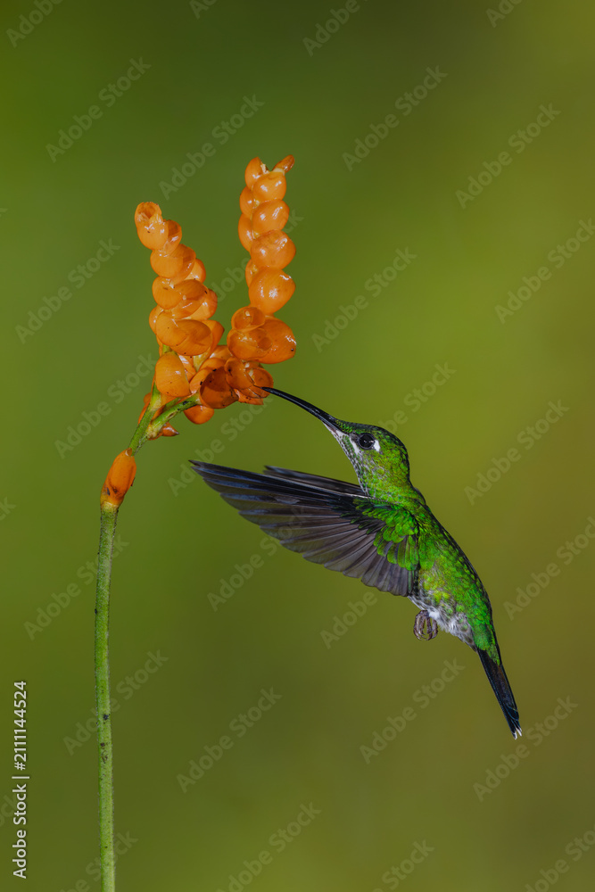 Obraz premium Green-crowned brilliant hovers drinking from orange flower