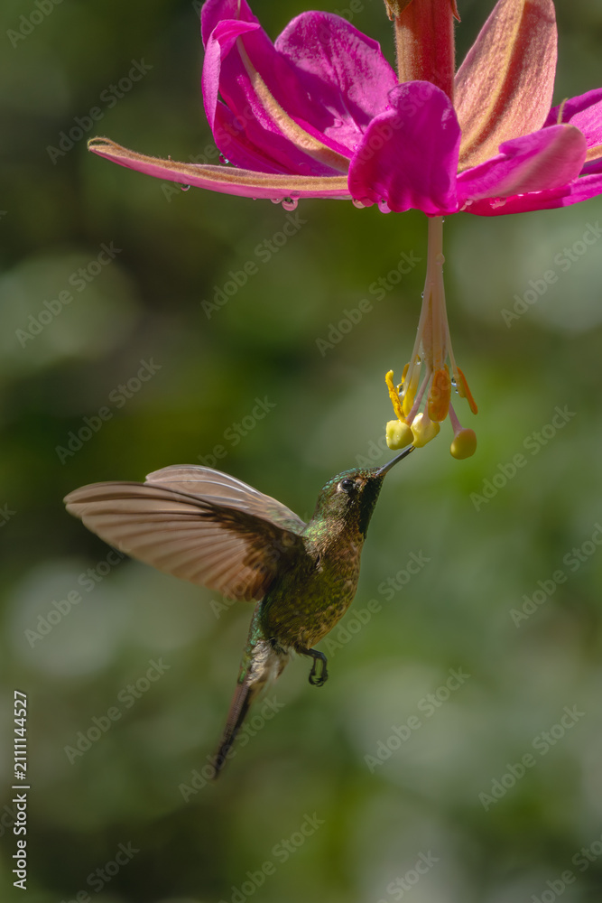 Obraz premium Green-crowned brilliant hovers drinking from pink flower