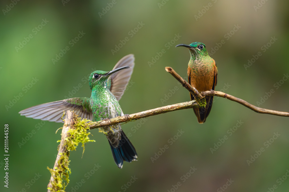 Obraz premium Green-crowned brilliant joins fawn-breasted brilliant on branch