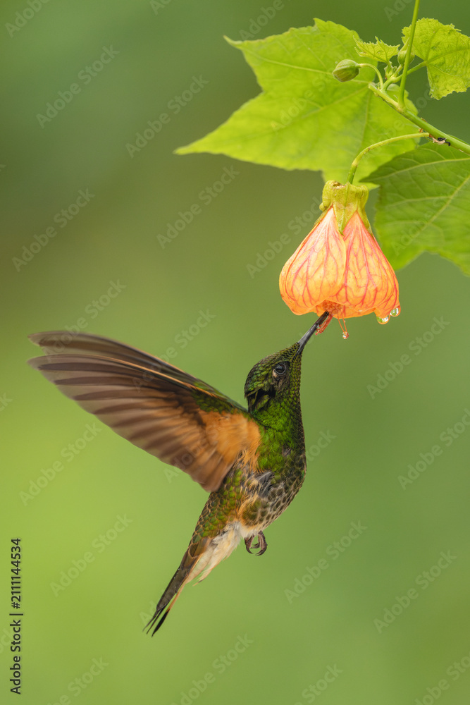 Obraz premium Male buff-tailed coronet hovers drinking from flower