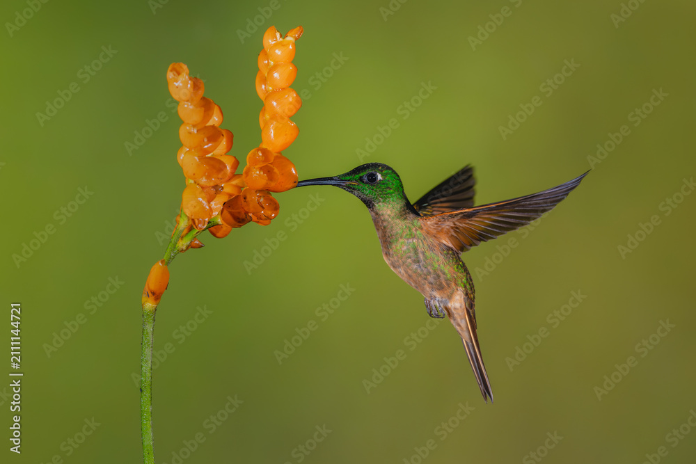 Obraz premium Male fawn-breasted brilliant drinks from orange flowers