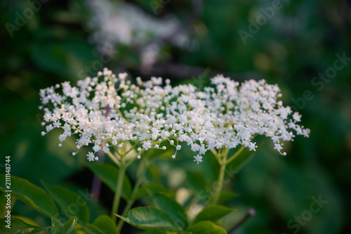 Blooming elderflower (Sambucus nigra) in a summer garden.