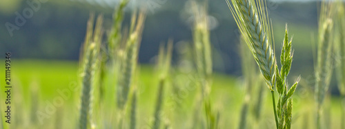 Photography Wheat swaying in the wind in a field on a summer day.