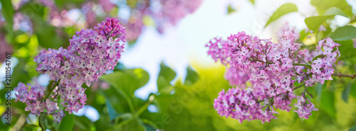 Beautiful lilac flowers bloom in the spring garden.