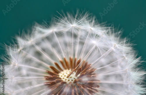 Dandelion flower close up with a green background.