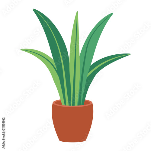 Plant Illustration