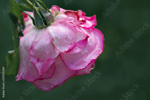 Close up of pink rose flower blooming among dense green leaves in garden.