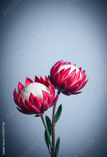 Two fresh protea flowers on...