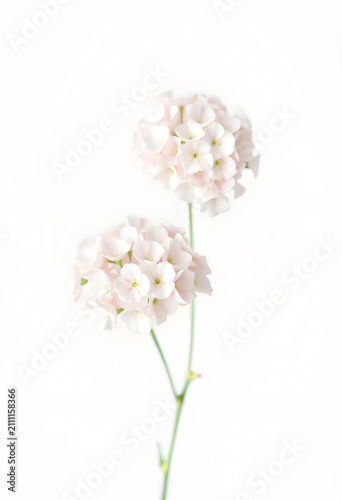 Two delicate gypsophila flo...