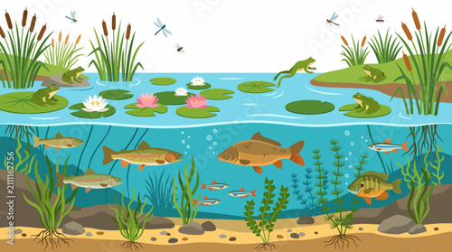 Fish swimming in clear pond water.