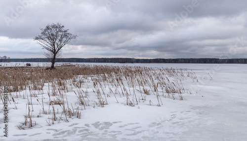 Traces on Frozen Ice Crust of Winter Lake Shore With Solitary Tree