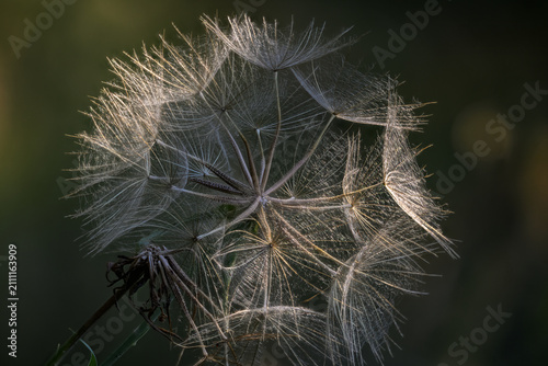 Konstfotografi Backlit goat's-beard seed head with delicate feathery parachutes, macro detail