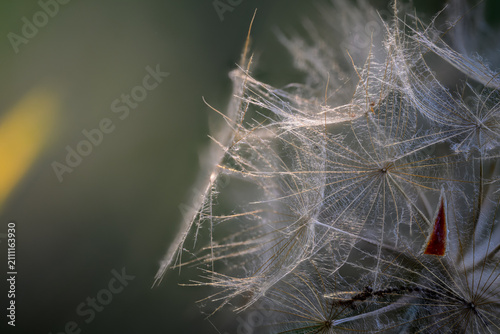 Konstfotografi Backlit goat's-beard seed head with delicate feathery parachutes, macro detail