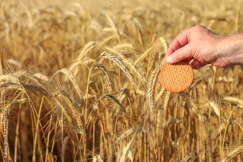 Photography Hand holding a wheat ear and cookie against a golden wheat field, representing grain production, natural food and the farm-to-table concept