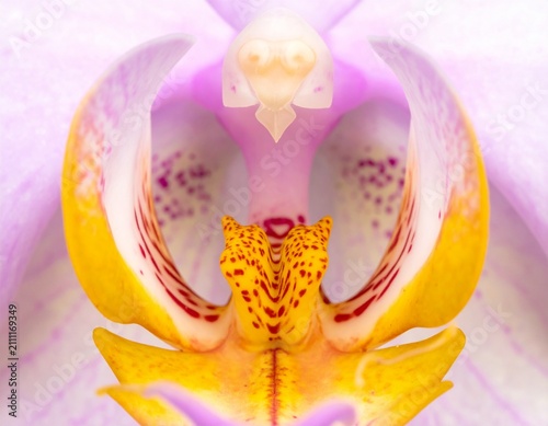 Tropical orchid. Beautiful macro view of a vibrant spotted orchid lip and petals blooming.
