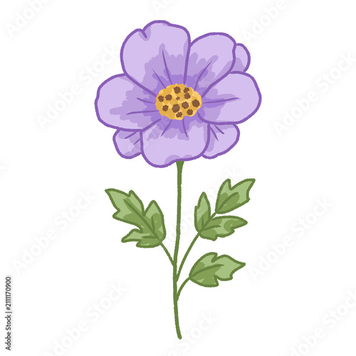 Purple Cosmos Flower Isolated on Transparent Background PNG Clipart