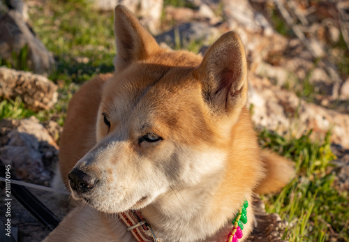 Foto Akita, Husky, mixed breed dog