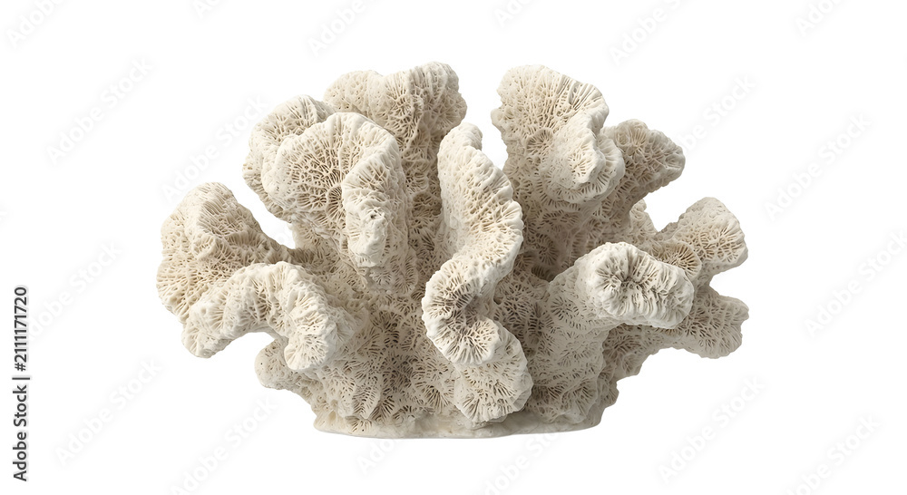 Obraz premium White fan shaped coral reef skeleton with intricate texture isolated on black background.