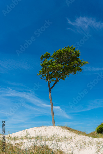 Wind-bent trees on West Beach on the Darß Peninsula along the German Baltic Sea coast. The beach is 14 km long and is part of the Western Pomeranian Lagoon Region National Park.. 
