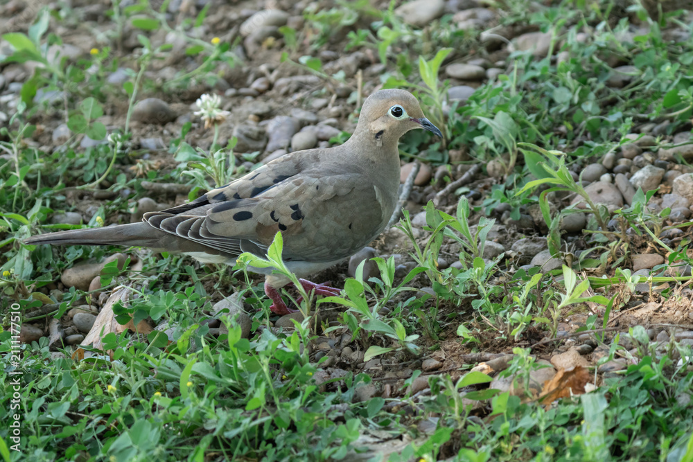 Fototapeta premium Mourning Dove Foraging on the Ground Among Grass and Stones