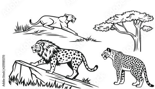 Fotografie A comprehensive black-and-white coloring book page featuring a collection of various wild cat species arranged across a clean white background