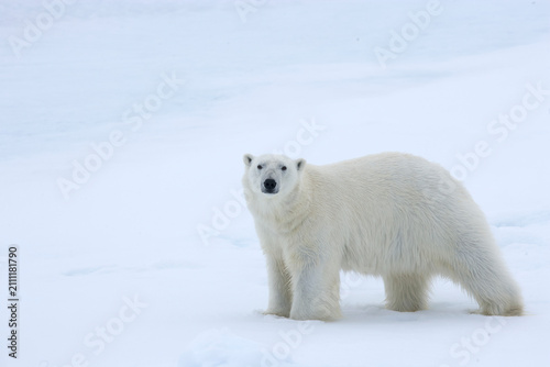 Polar bear in the Arctic