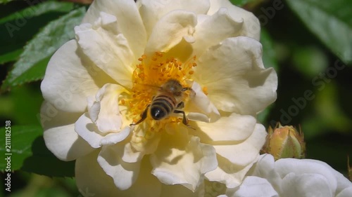  Bee, on yellow rose Flower. Honeybee and Rose.
